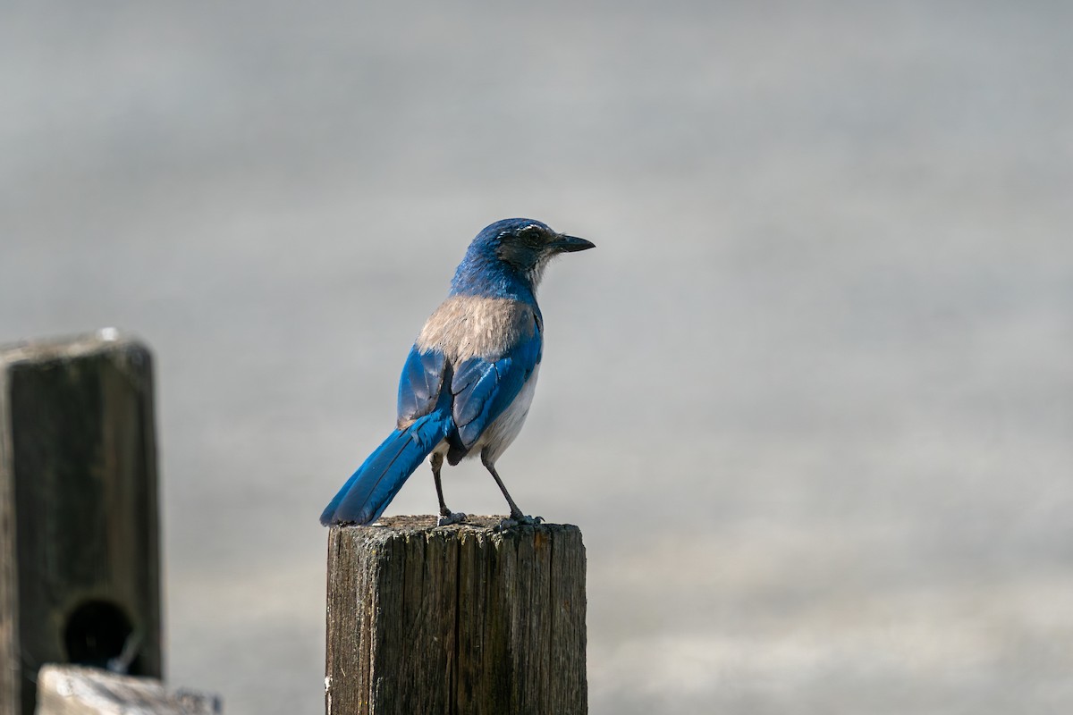 California Scrub-Jay - ML637238193