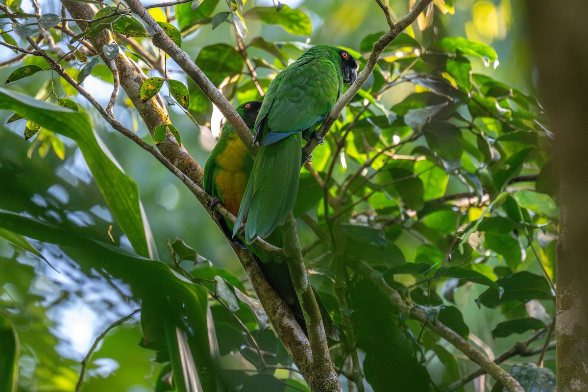 Masked Shining-Parrot - ML637238213