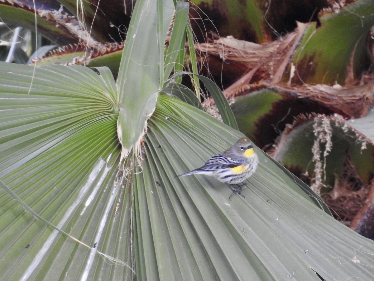 Yellow-rumped Warbler - ML637238358