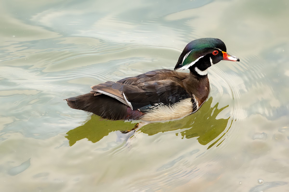 Wood Duck - ML637238390