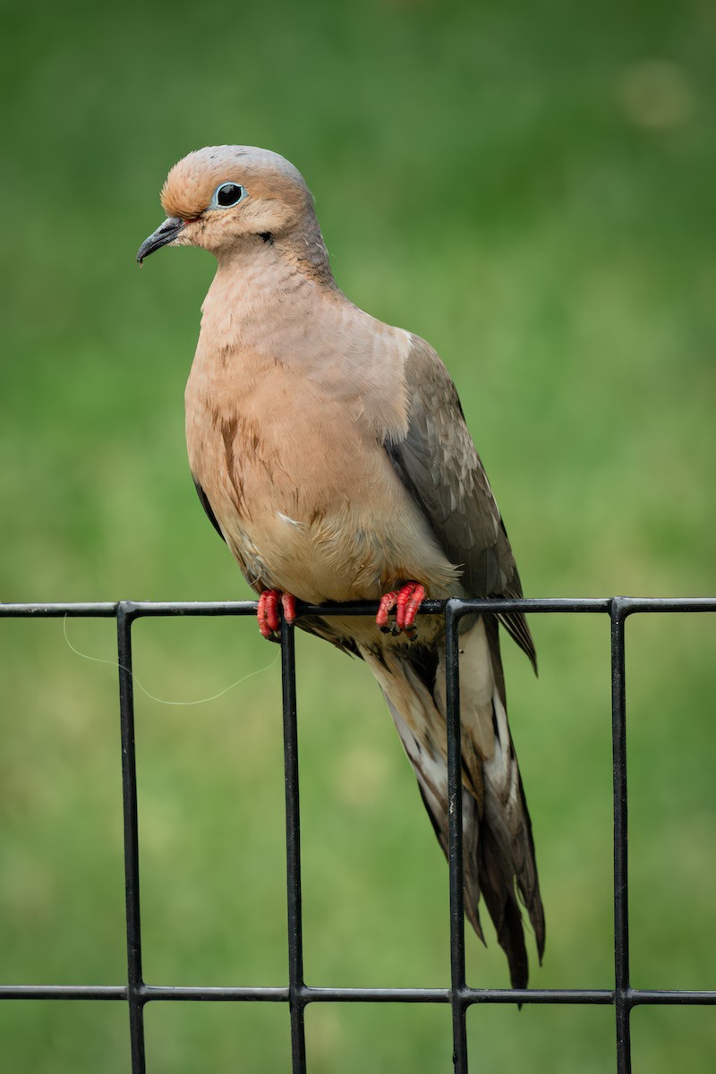 Mourning Dove - ML637238395