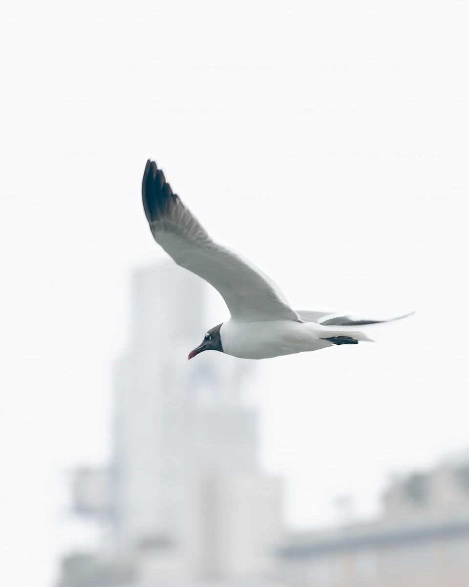 Laughing Gull - ML637238403
