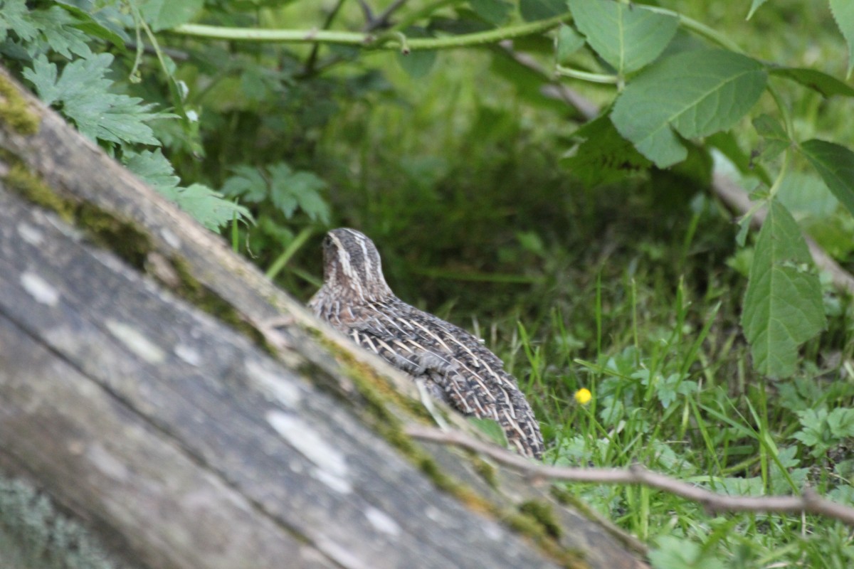 Japanese Quail (Domestic type) - ML637238411