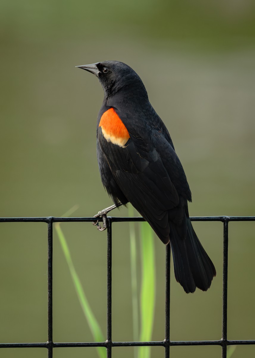 Red-winged Blackbird - ML637238412