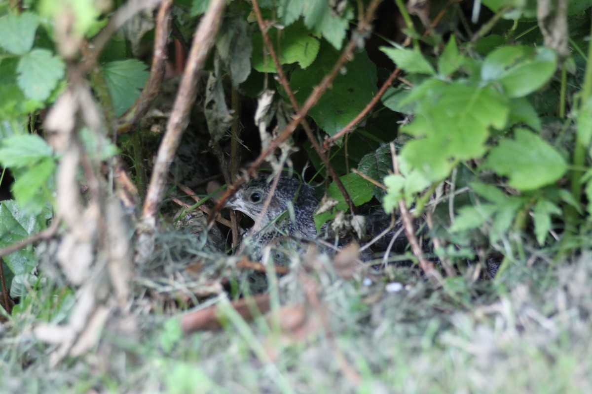 Japanese Quail (Domestic type) - ML637238418