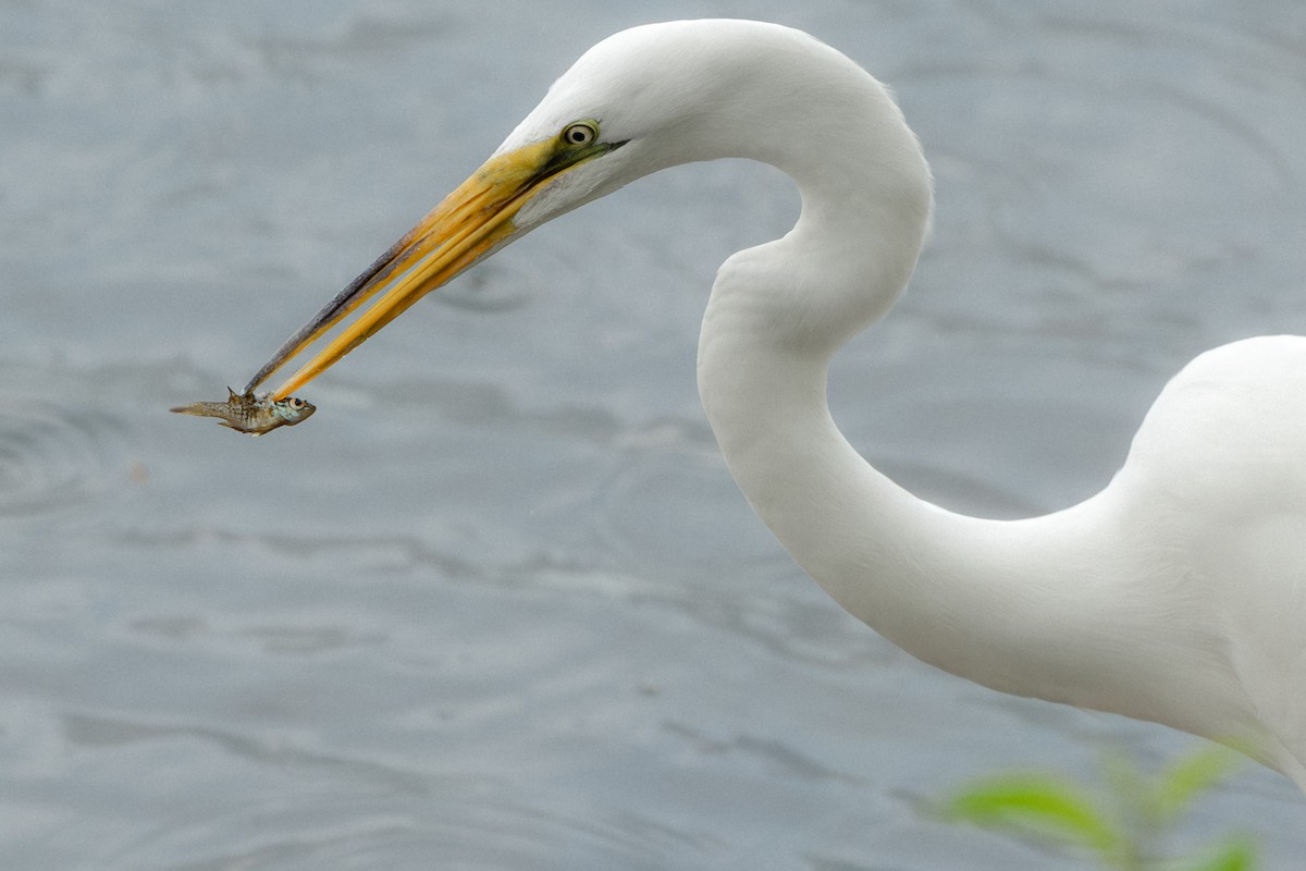 Great Egret - ML637238428