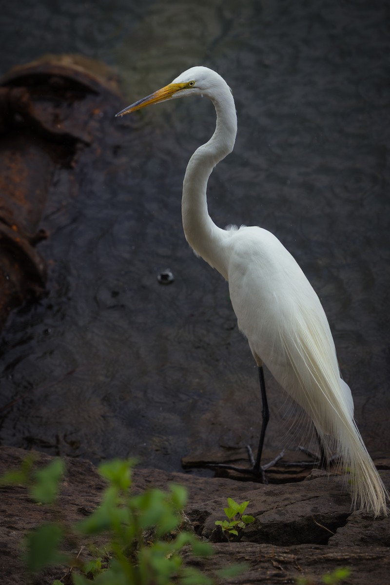 Great Egret - ML637238429