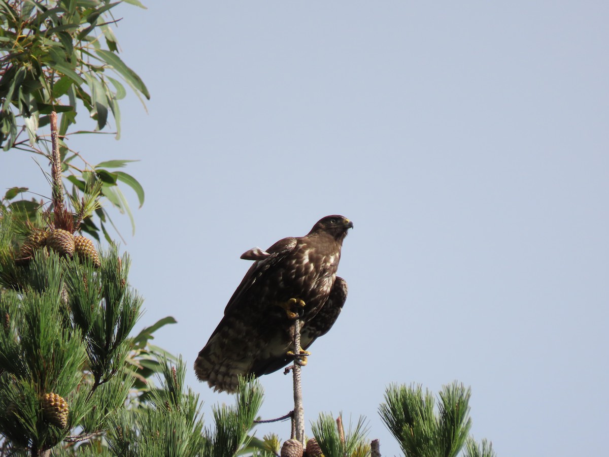 Rufous-tailed Hawk - ML637238430