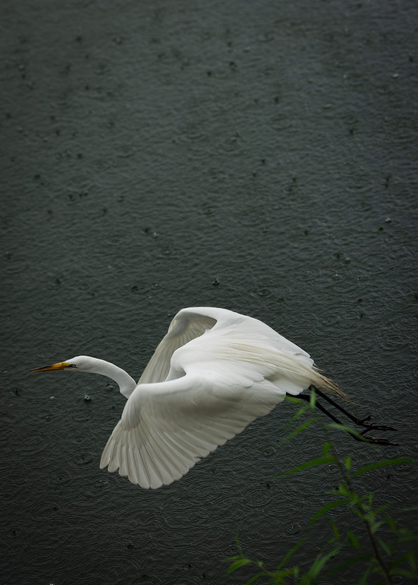 Great Egret - ML637238431