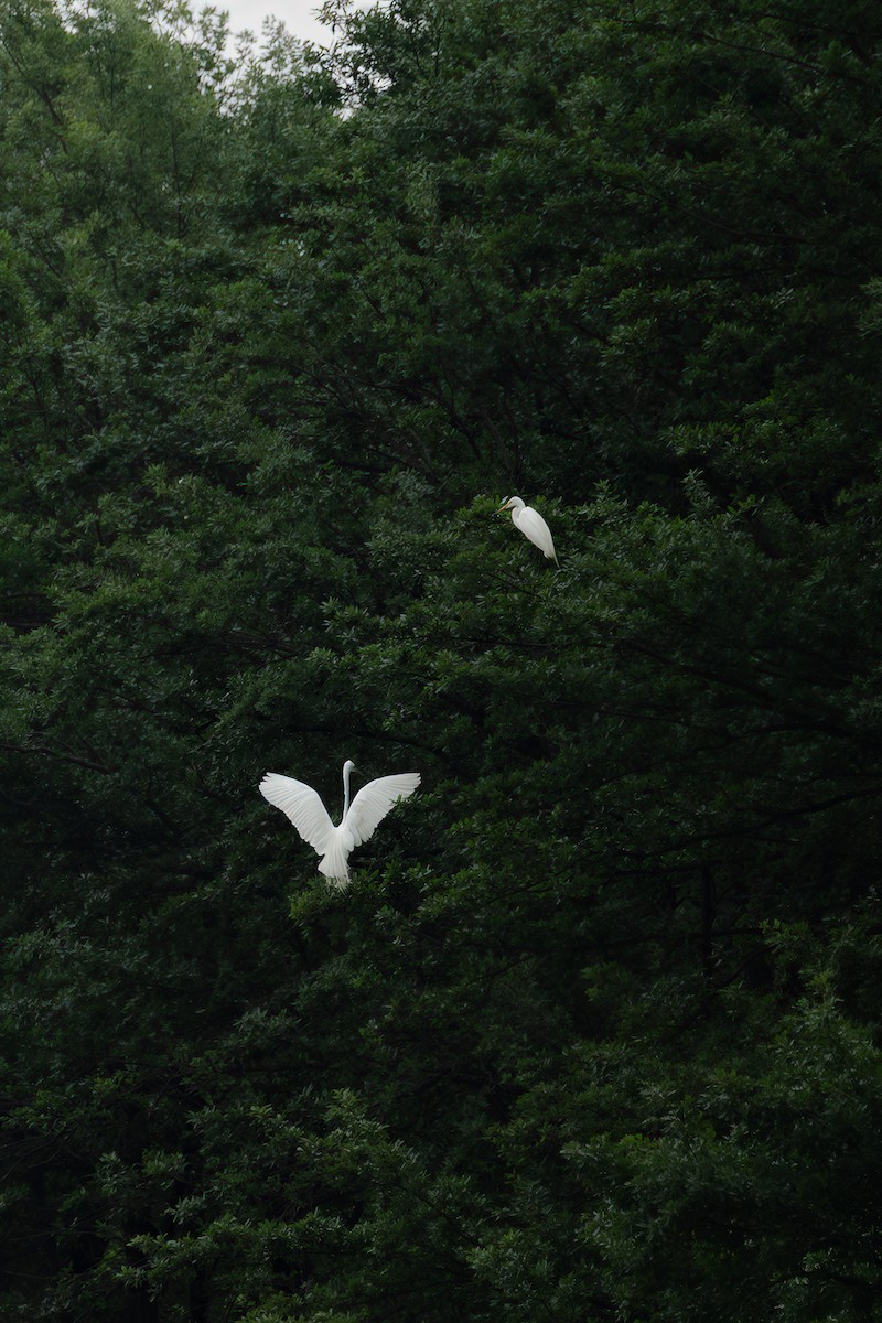 Great Egret - ML637238432