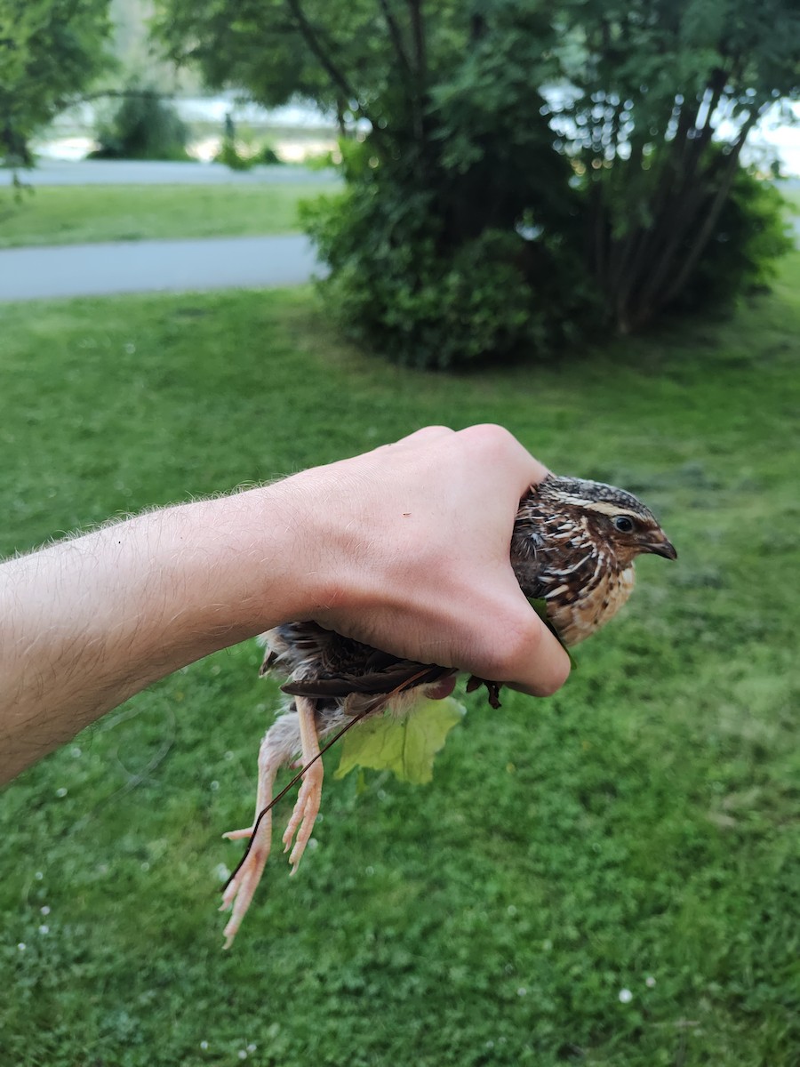 Japanese Quail (Domestic type) - ML637238434