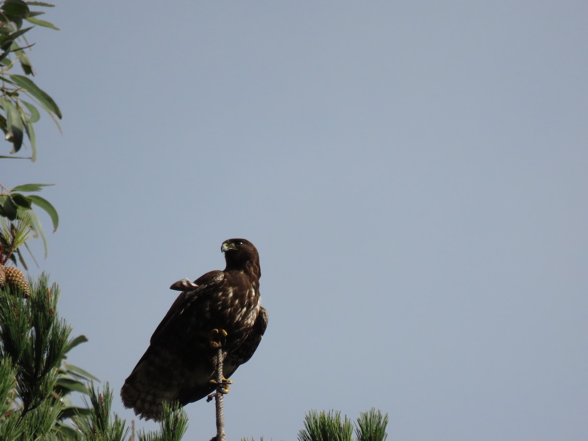 Rufous-tailed Hawk - ML637238443