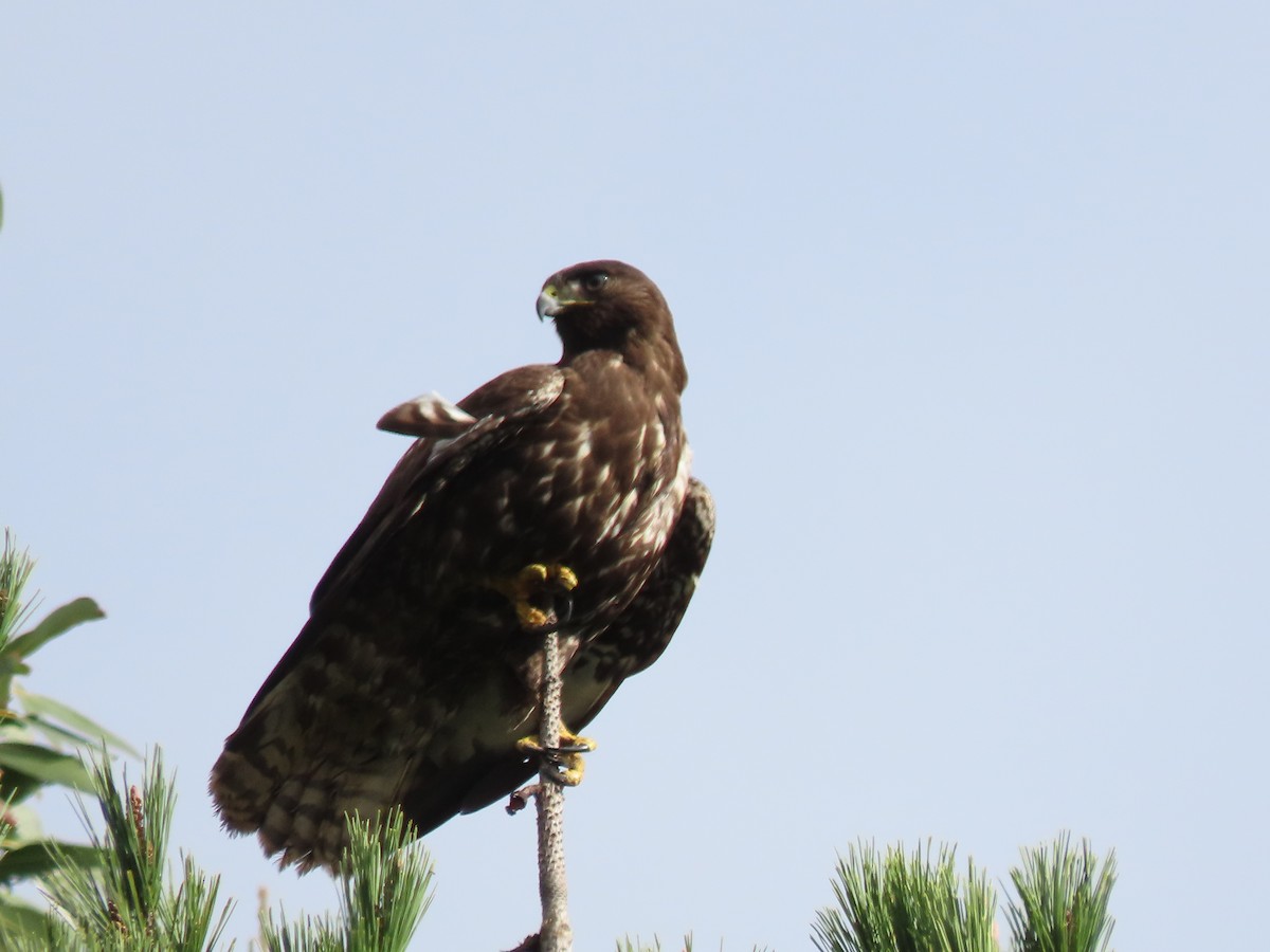 Rufous-tailed Hawk - ML637238446