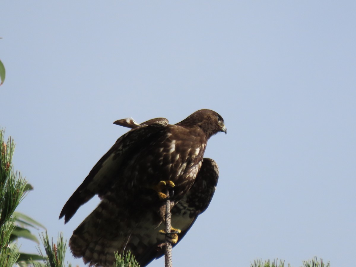 Rufous-tailed Hawk - ML637238451