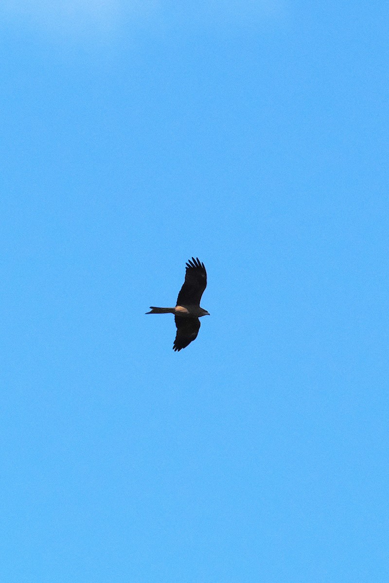 Black Kite (Black) - ML637238455