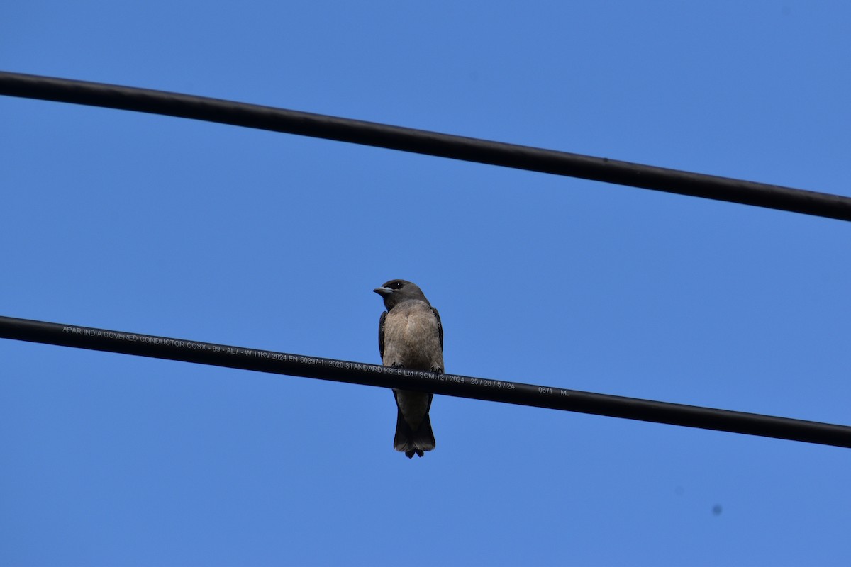 Ashy Woodswallow - ML637238460