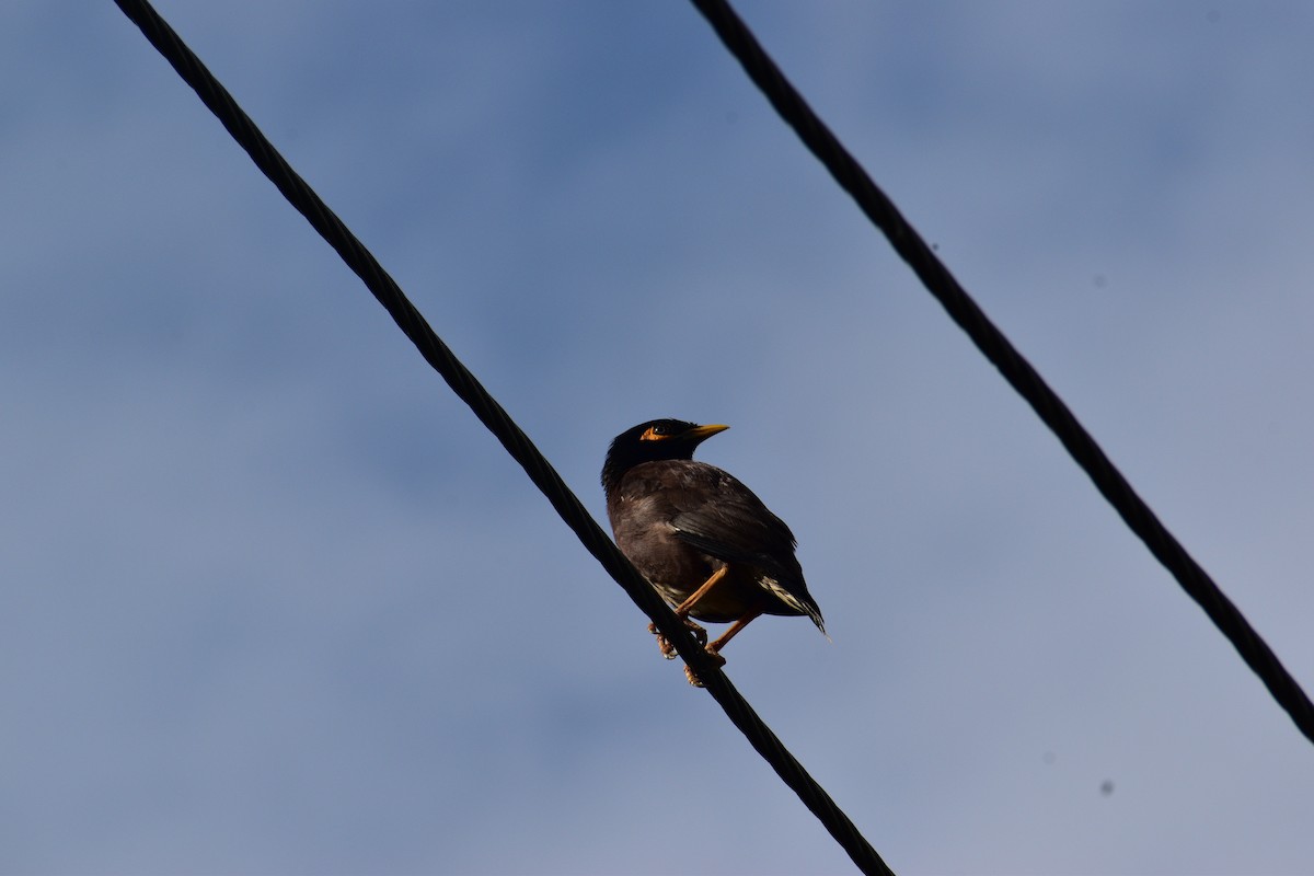 Common Myna - ML637238475