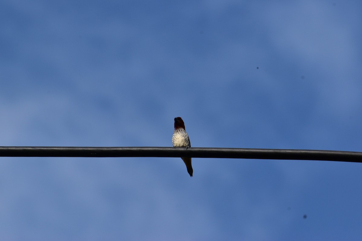 Scaly-breasted Munia - ML637238491