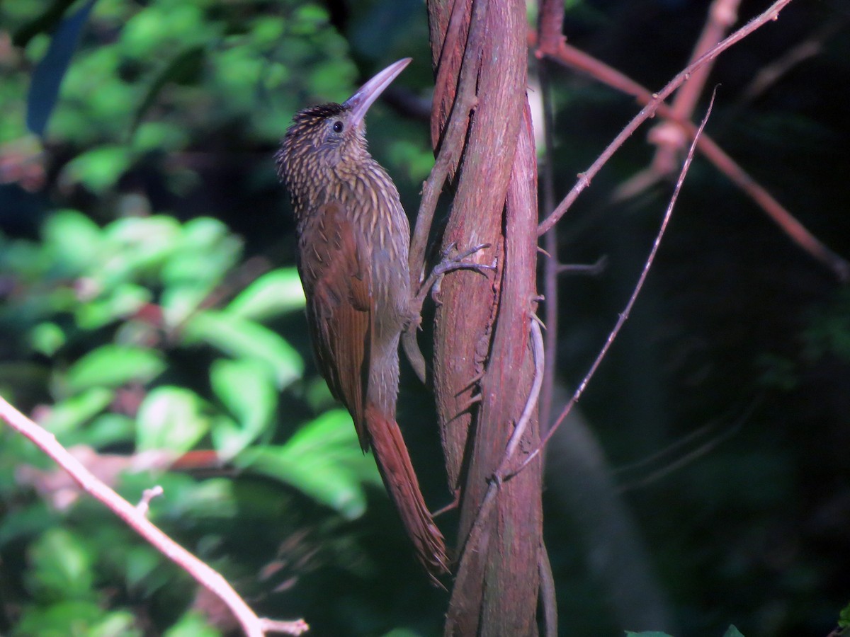 Ivory-billed Woodcreeper - ML637238564