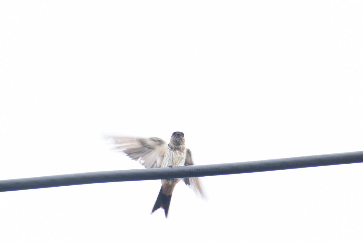 Eastern Red-rumped Swallow - ML637238606
