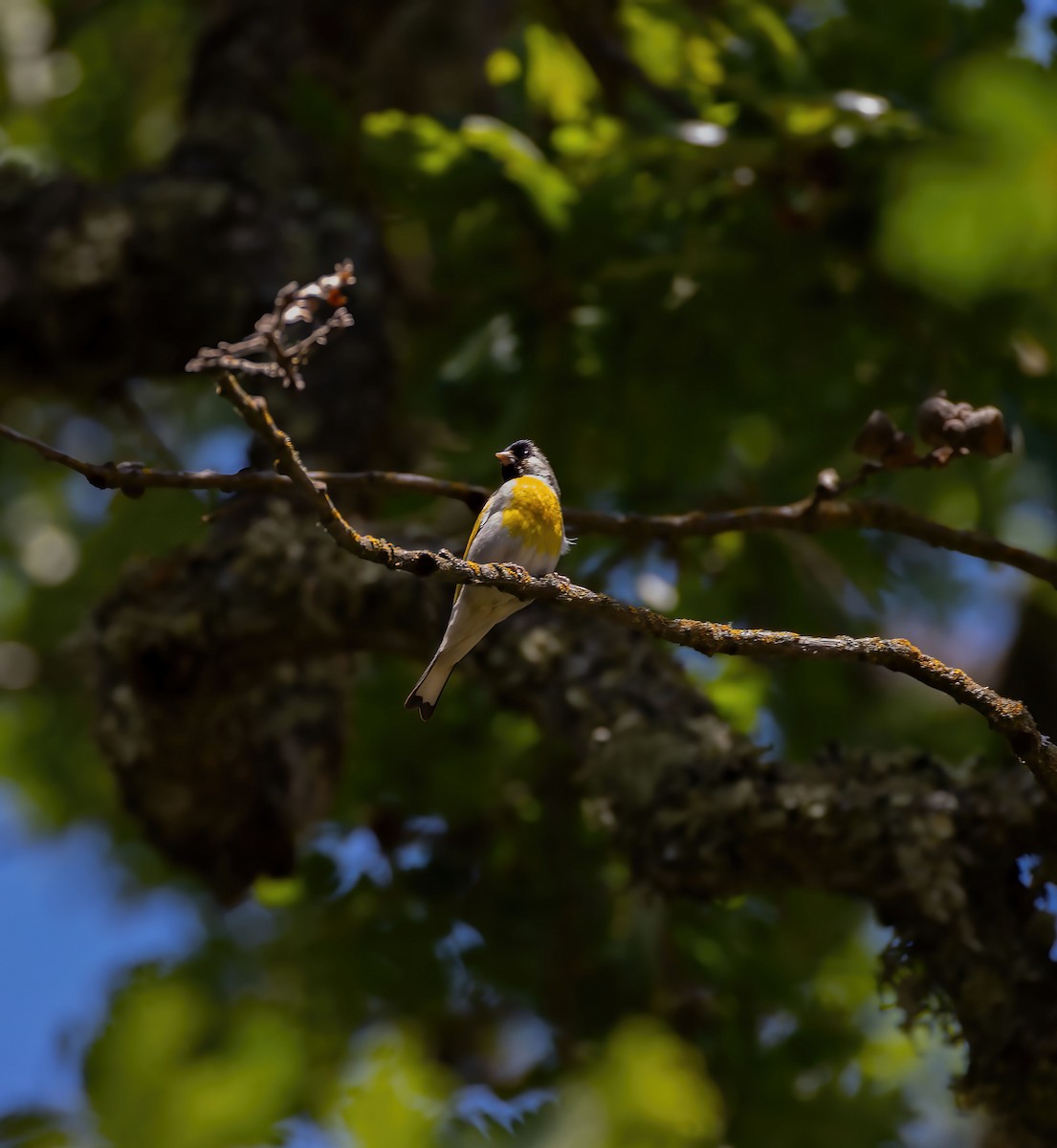 Lawrence's Goldfinch - ML637238698