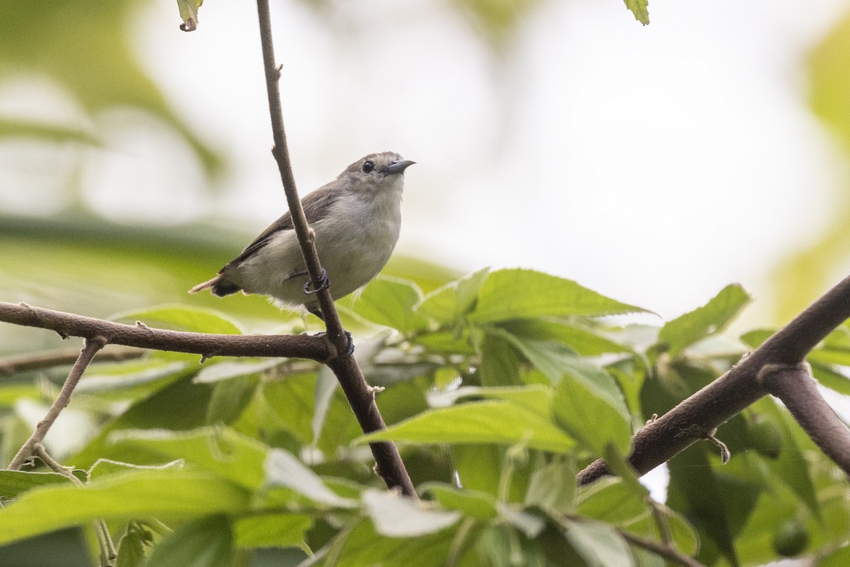 Nilgiri Flowerpecker - ML637238721