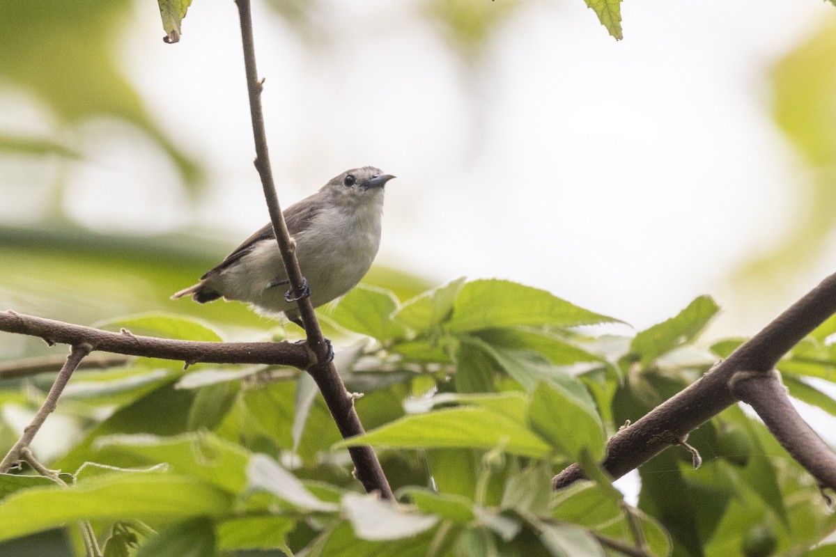 Nilgiri Flowerpecker - ML637238722