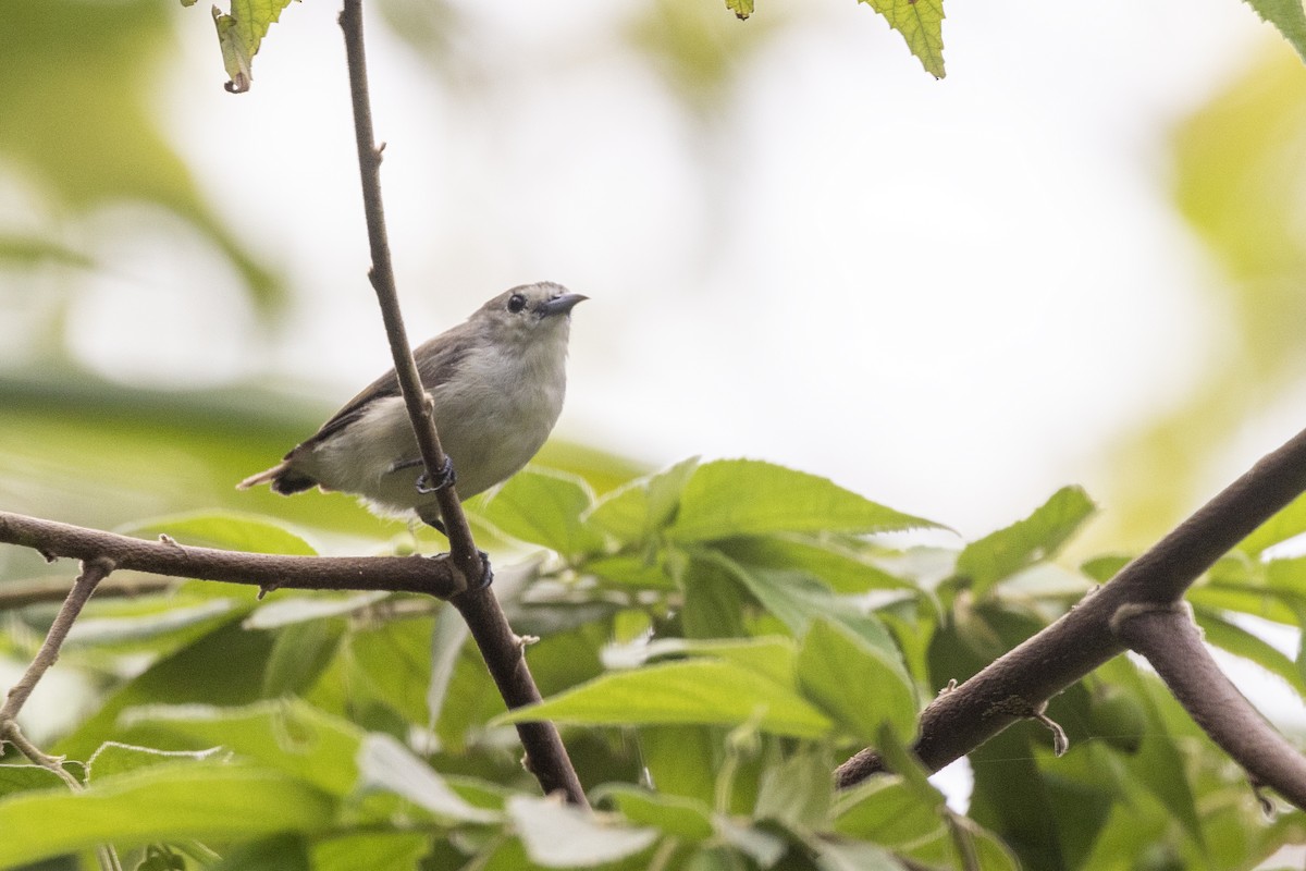 Nilgiri Flowerpecker - ML637238723