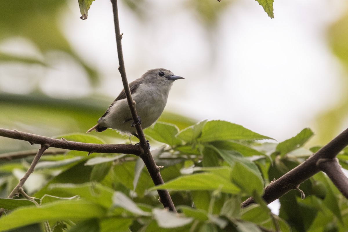 Nilgiri Flowerpecker - ML637238724