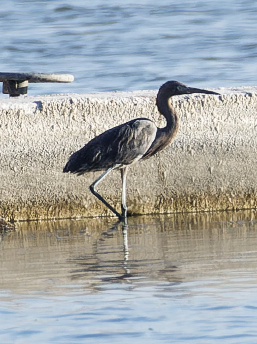 Reddish Egret - ML637238740