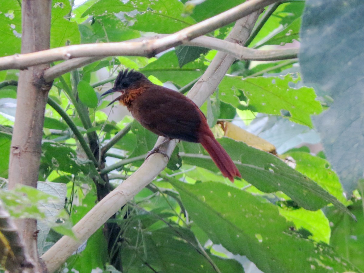 Streak-breasted Treehunter - ML637238782