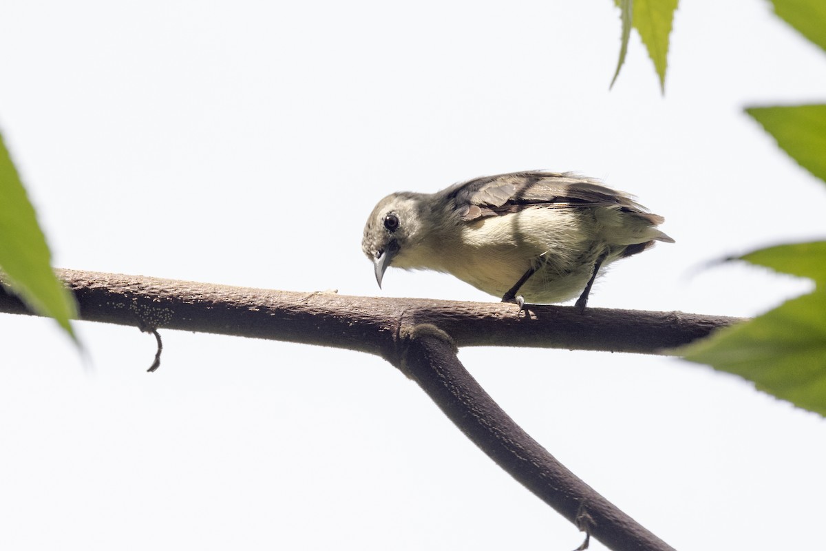 Nilgiri Flowerpecker - ML637238786