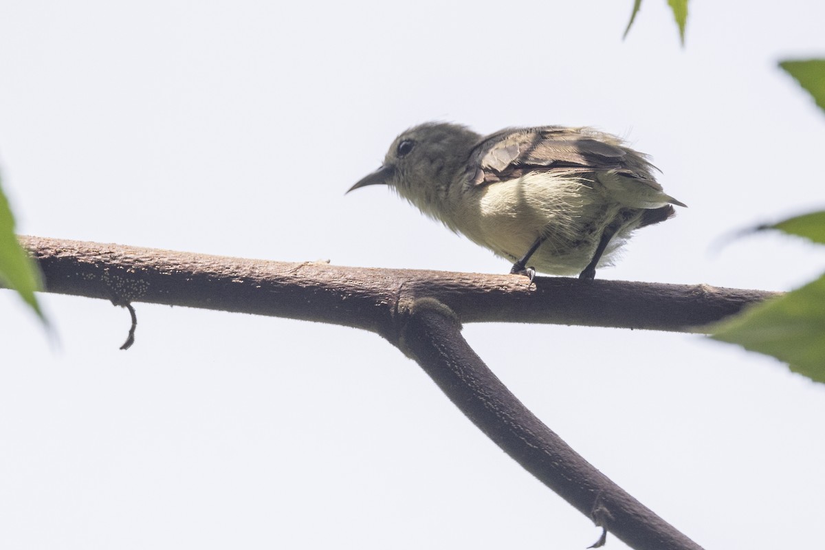 Nilgiri Flowerpecker - ML637238787