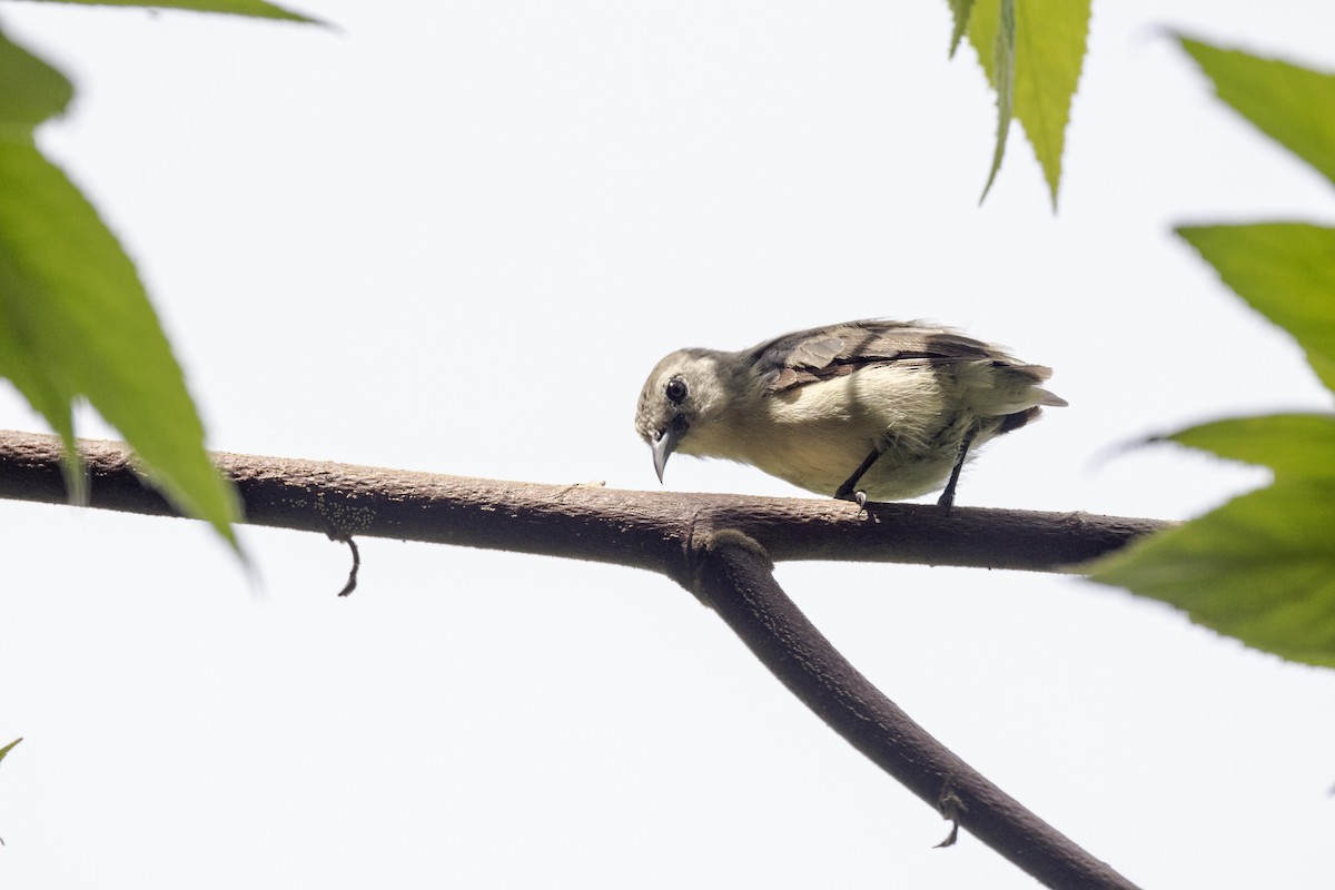 Nilgiri Flowerpecker - ML637238788