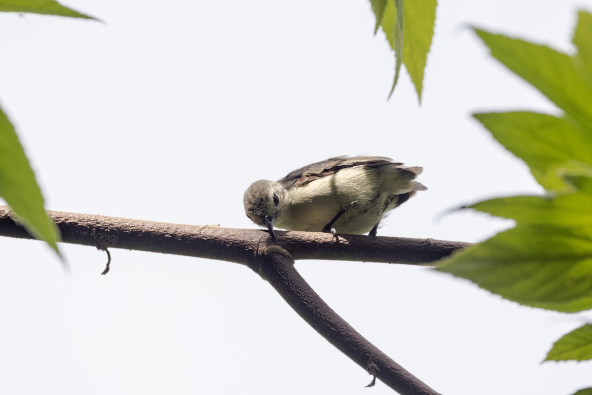 Nilgiri Flowerpecker - ML637238789