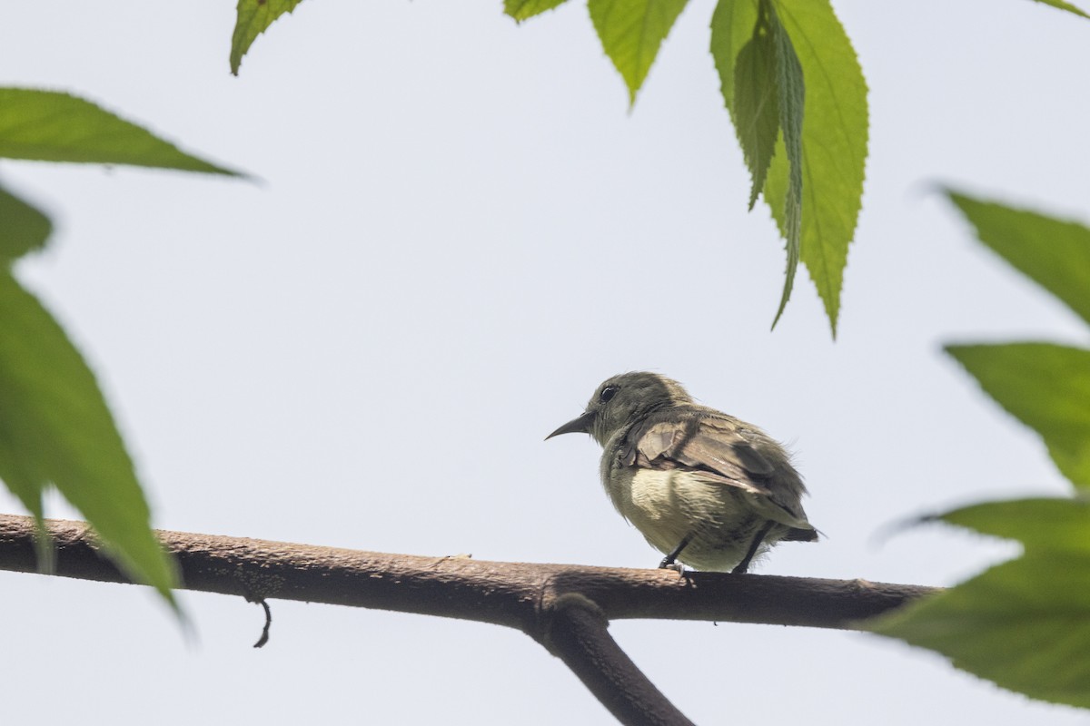 Nilgiri Flowerpecker - ML637238791