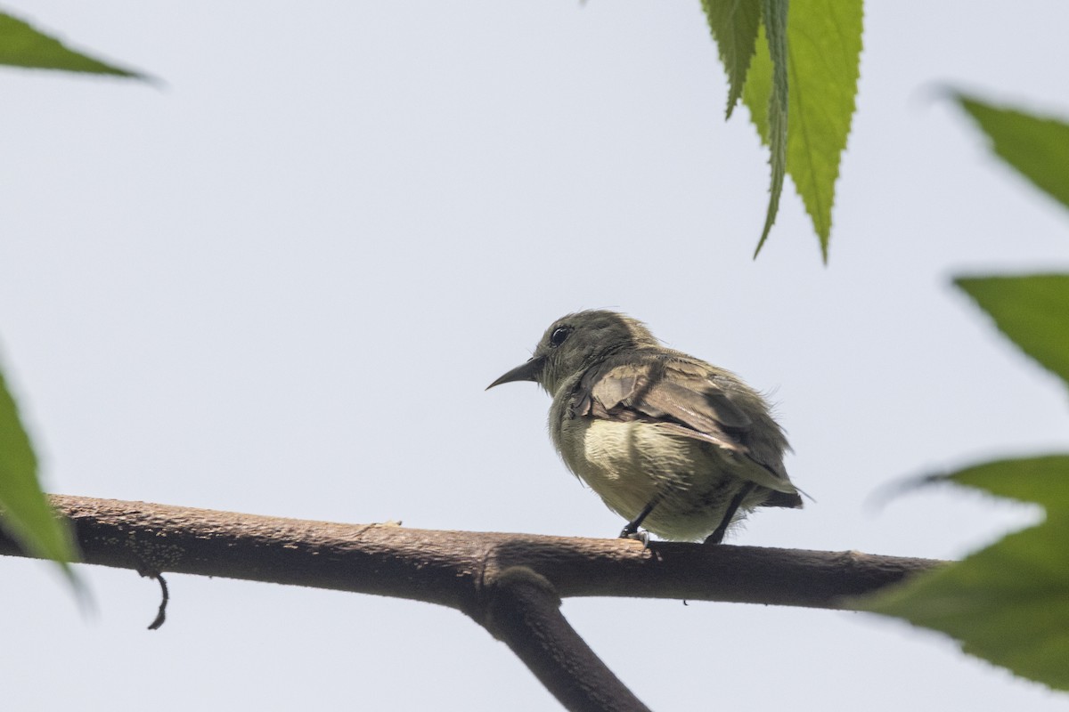 Nilgiri Flowerpecker - ML637238792