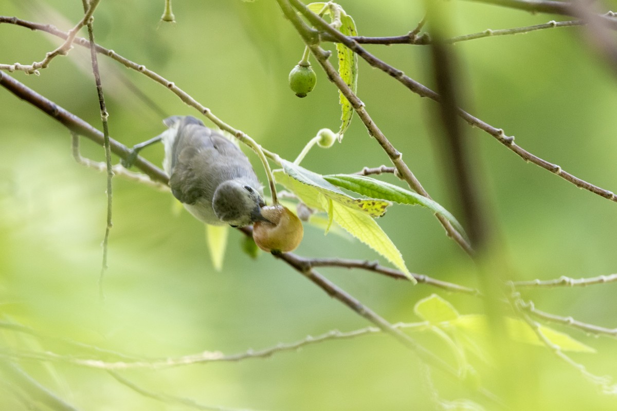 Nilgiri Flowerpecker - ML637238793