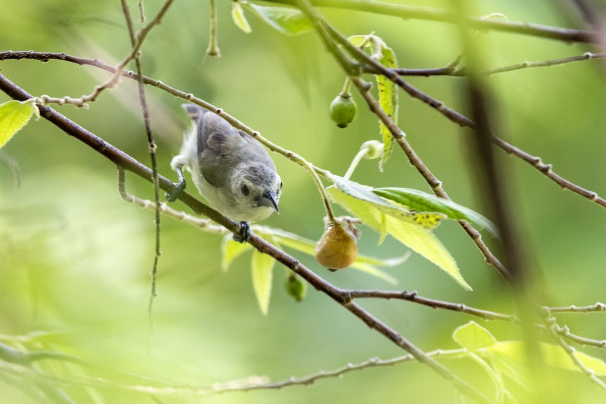 Nilgiri Flowerpecker - ML637238794