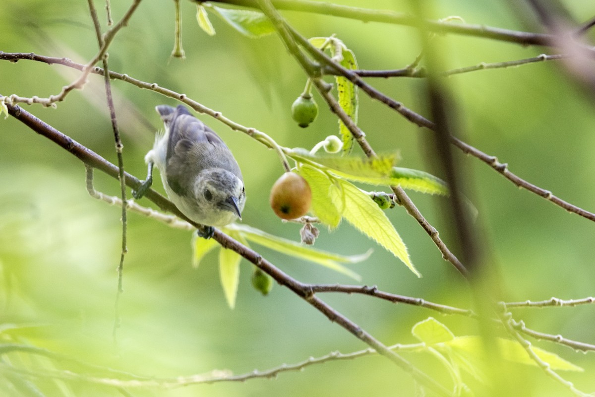 Nilgiri Flowerpecker - ML637238795