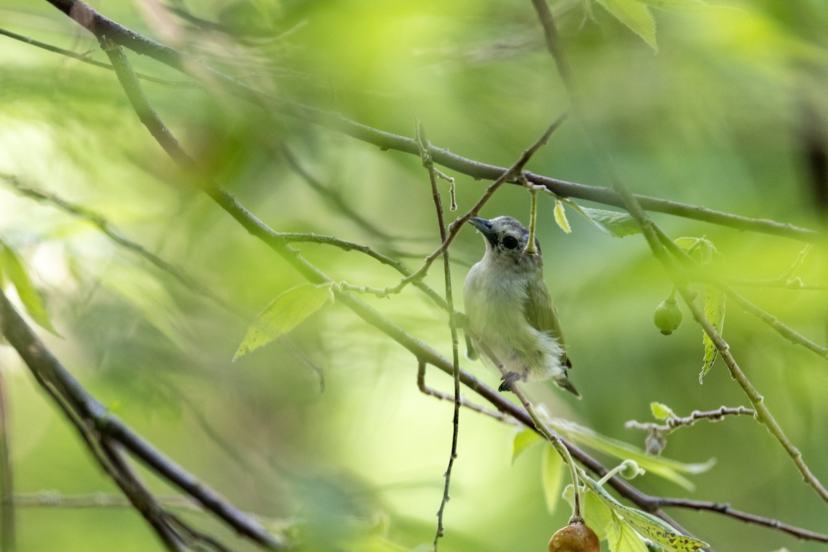 Nilgiri Flowerpecker - ML637238798