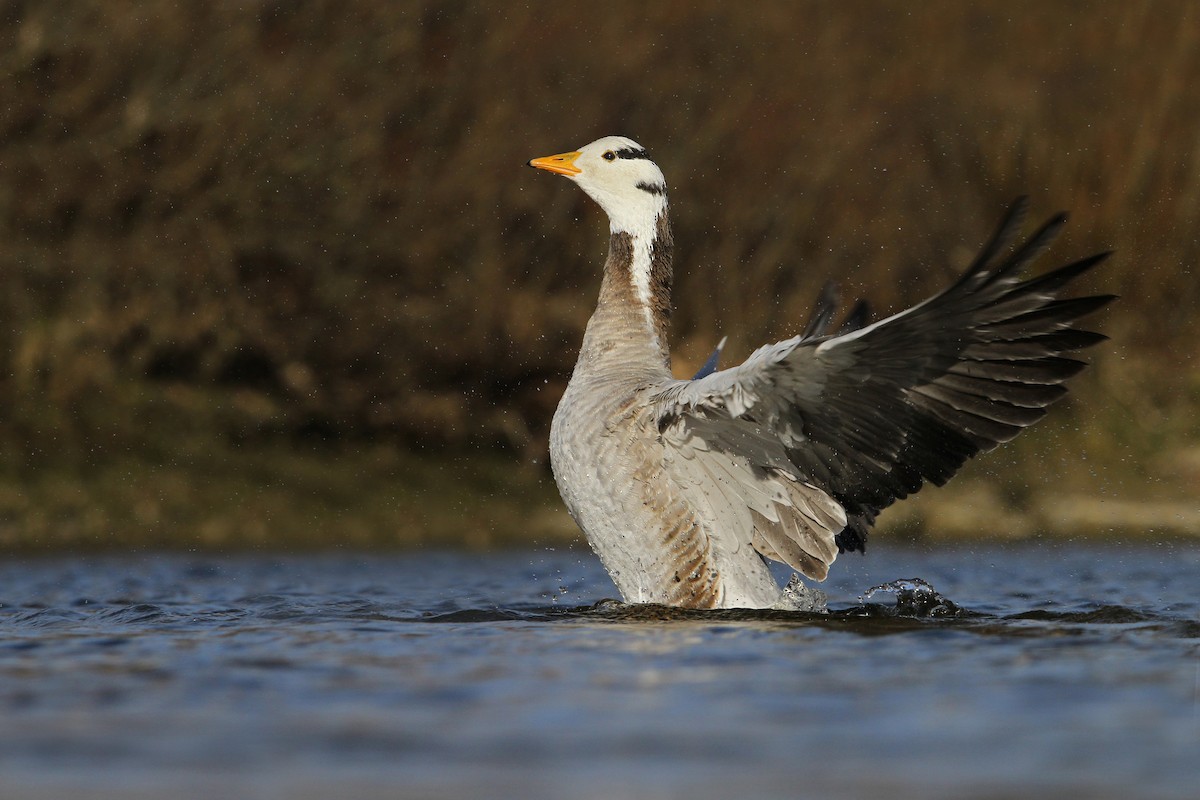 Bar-headed Goose - Christoph Moning