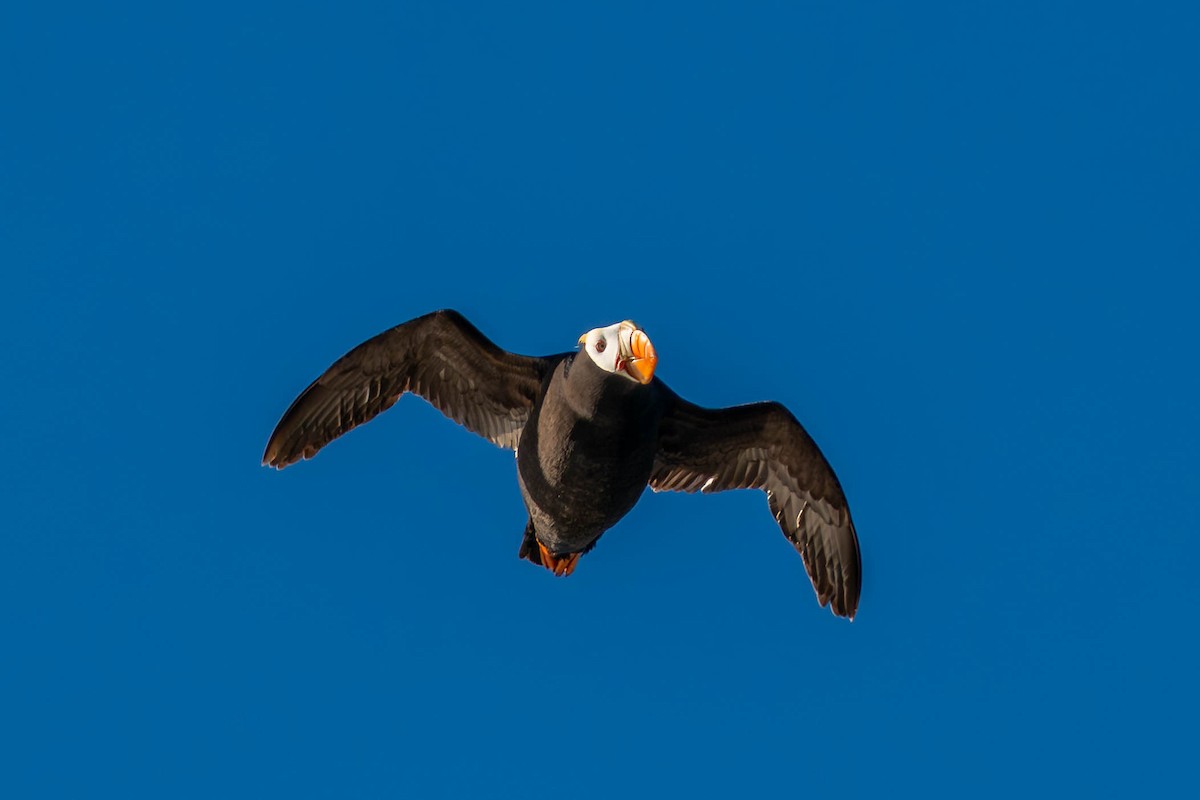 Tufted Puffin - ML637238812