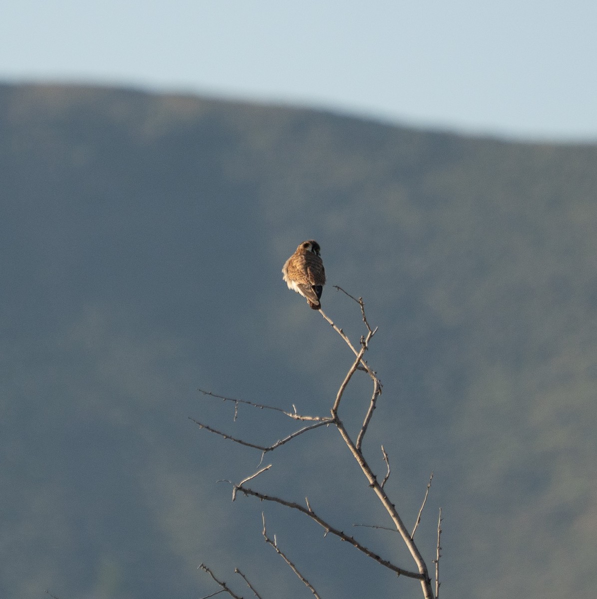 American Kestrel - ML637238856