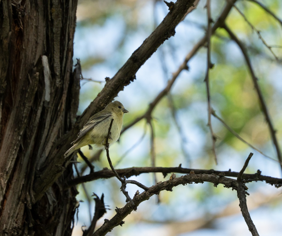 Lesser Goldfinch - ML637238882