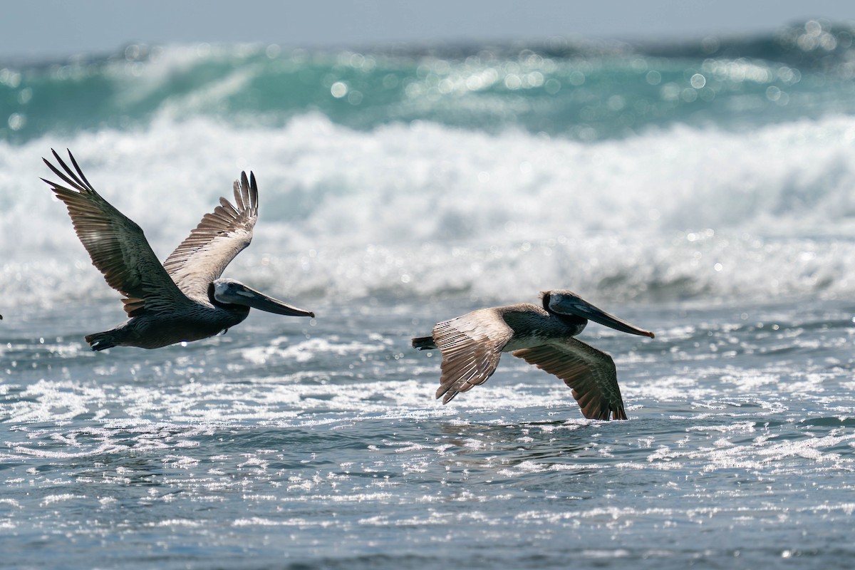 Brown Pelican - ML637238886