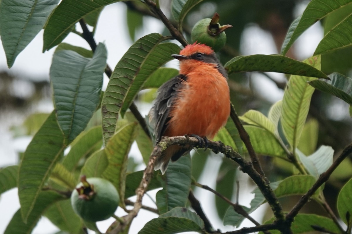 Brujo Flycatcher - ML637238929