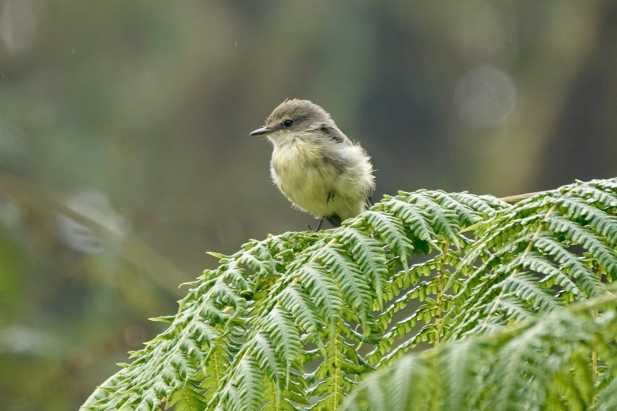 Brujo Flycatcher - ML637238930