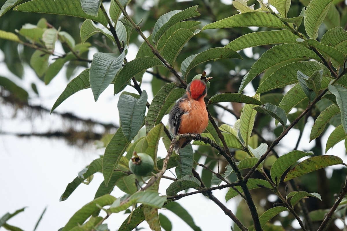 Brujo Flycatcher - ML637238931