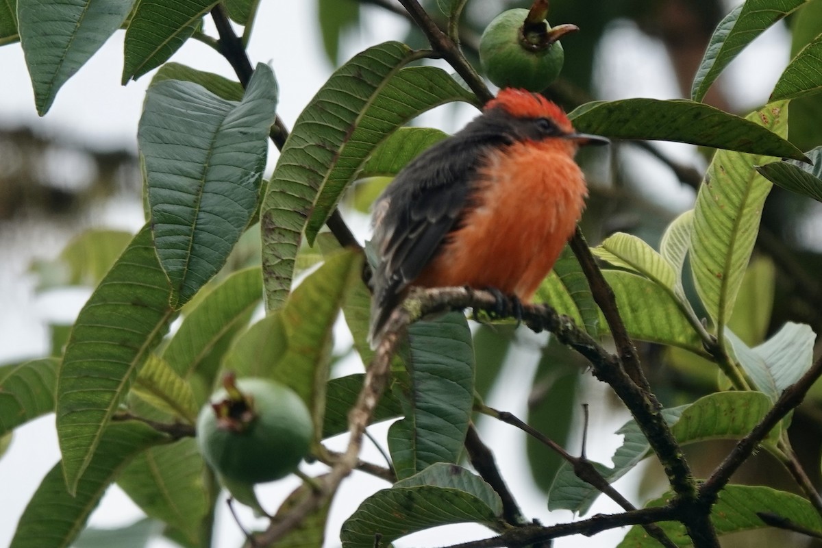 Brujo Flycatcher - ML637238932